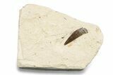 Fossil Polycotylid Plesiosaur (Thililua?) Tooth - Asfla Morocco #252351-1